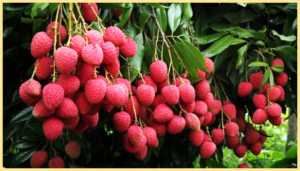  LcMYB306 regulates litchi fruit water loss and browning by inhibiting the expression of LcPIP2;4 