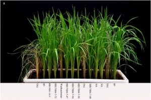 Identification of novel candidate of brown planthopper resistance gene Bph44 in rice (Oryza sativa L.)