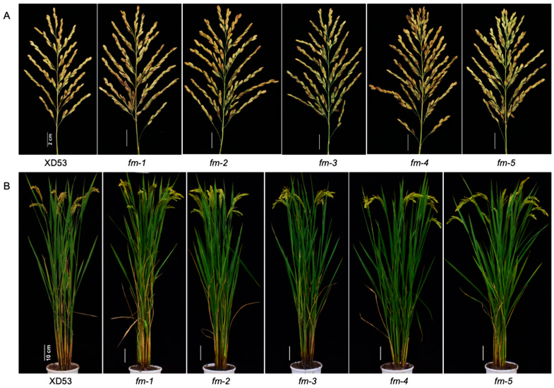 Migs Rice Multiplex Gene Editing and Effect Analysis of Yield, Fragrance, and ...
