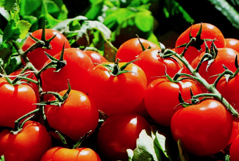 Multiplex gene editing enables the multibiofortification of essential vitamins and other health-promoting phytonutrients in tomato
