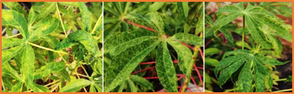 Mutation and trans-activation analyses suggest novel functional motifs for AC2 of the begomovirus Sri Lankan cassava mosaic virus