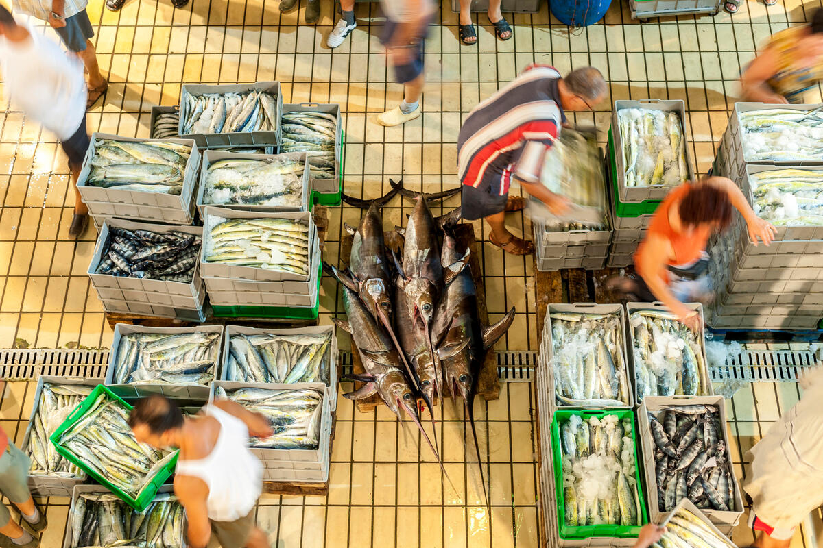 Fish Fraud Examples New FAO publication describes global fish fraud and the tools to combat it