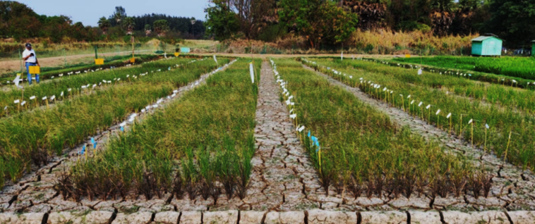 New rice gene variant boosts yield under drought&mdash;IRRI