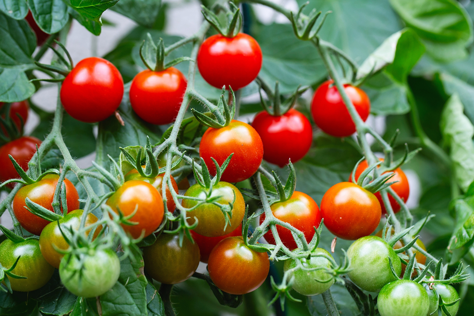NGT-1 Tomato and Eggplant Blooming in the Italian Spring
