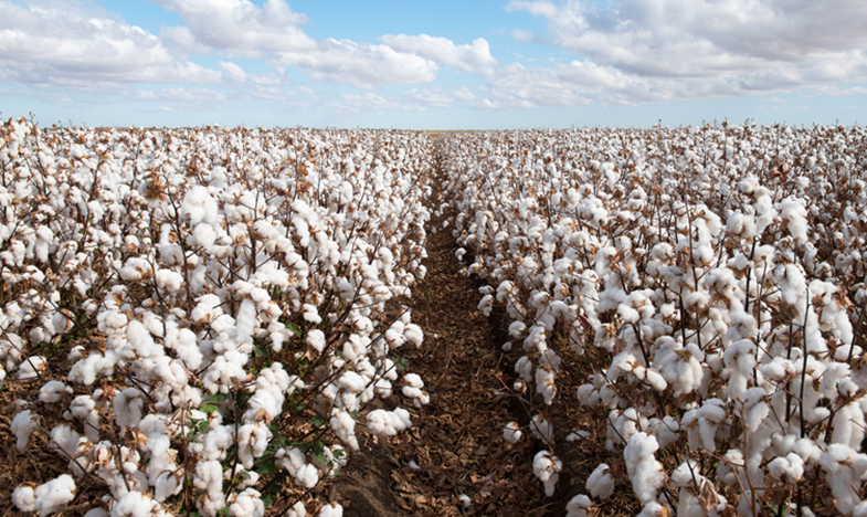 Pakistan Introduces Major Biosafety Reforms to GMO Regulation