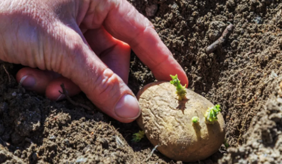 Project Oppotunity completes first CRISPR-Cas field trials of late blight-resistant starch potatoes in Sweden and Denmark