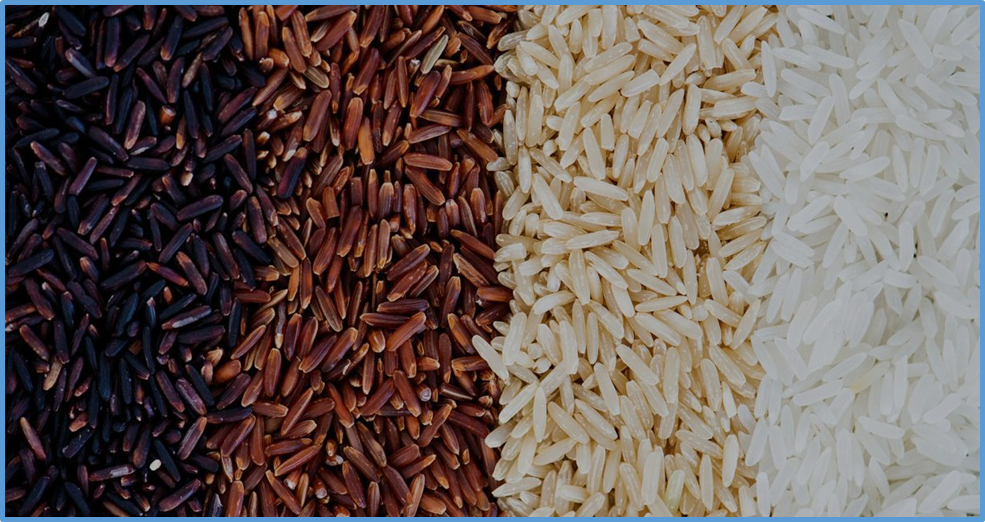 Regulation of grain protein content by the amino acid permease gene OsAAP4 in rice
