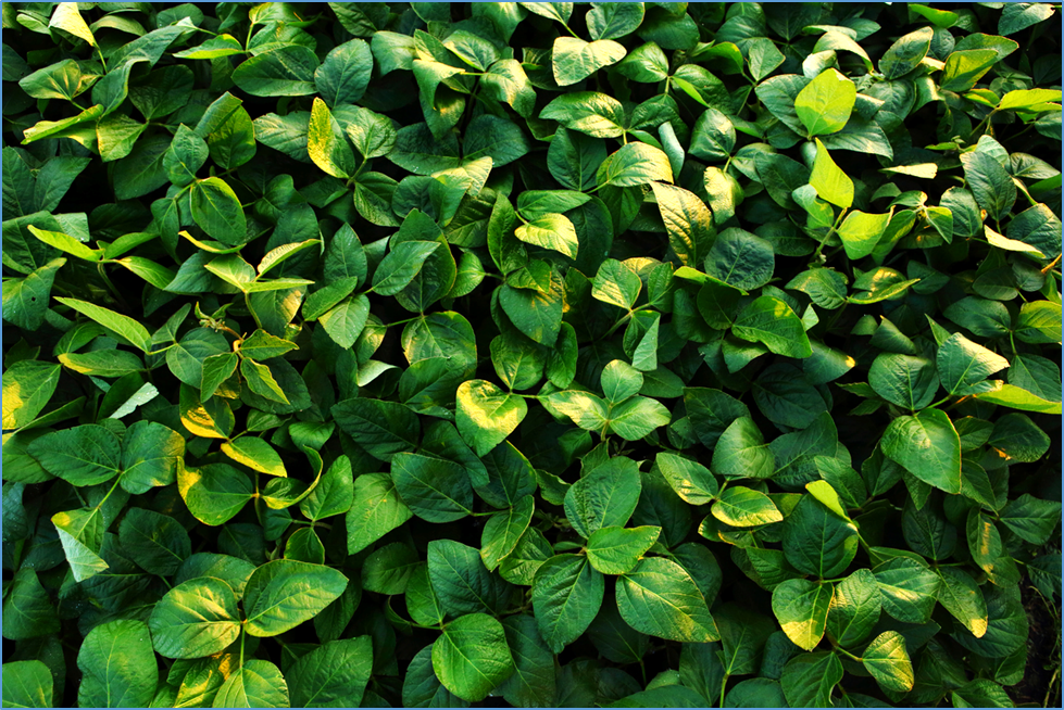 Researchers Develop Gene Editing Toolkit for Trait Stacking in Soybean