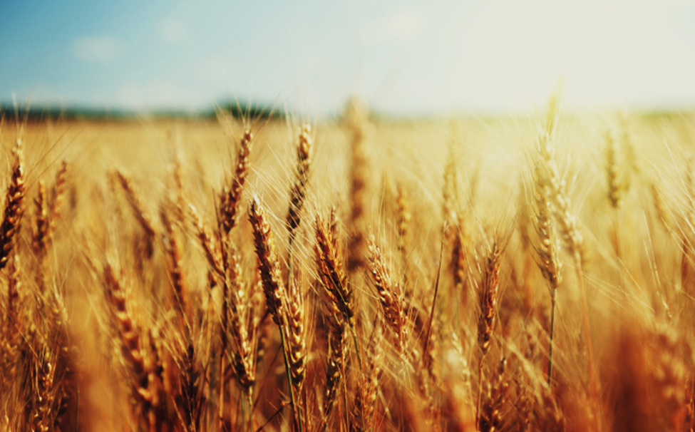 Researchers Discover Key to Reducing Dependence on Synthetic Nitrogen Fertilizers
