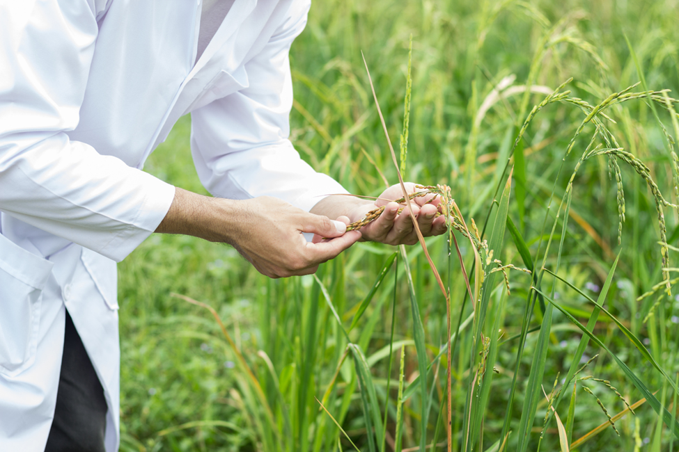 Researchers Discover Two Rice Proteins That Negatively Modulate Immunity