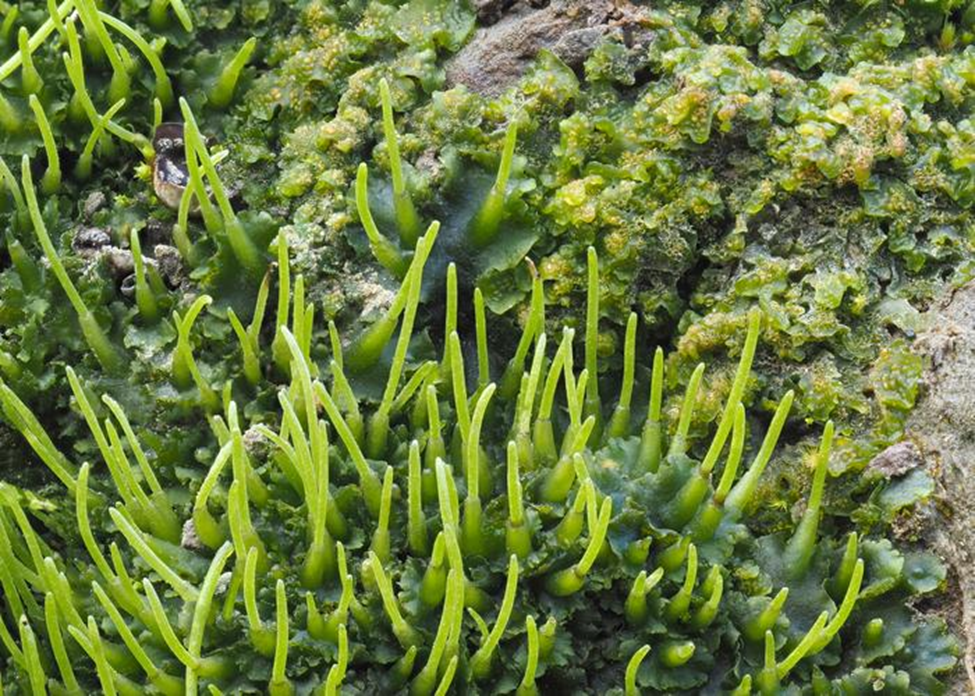 Researchers Find Hornworts Could Help Turbocharge Crop Yields