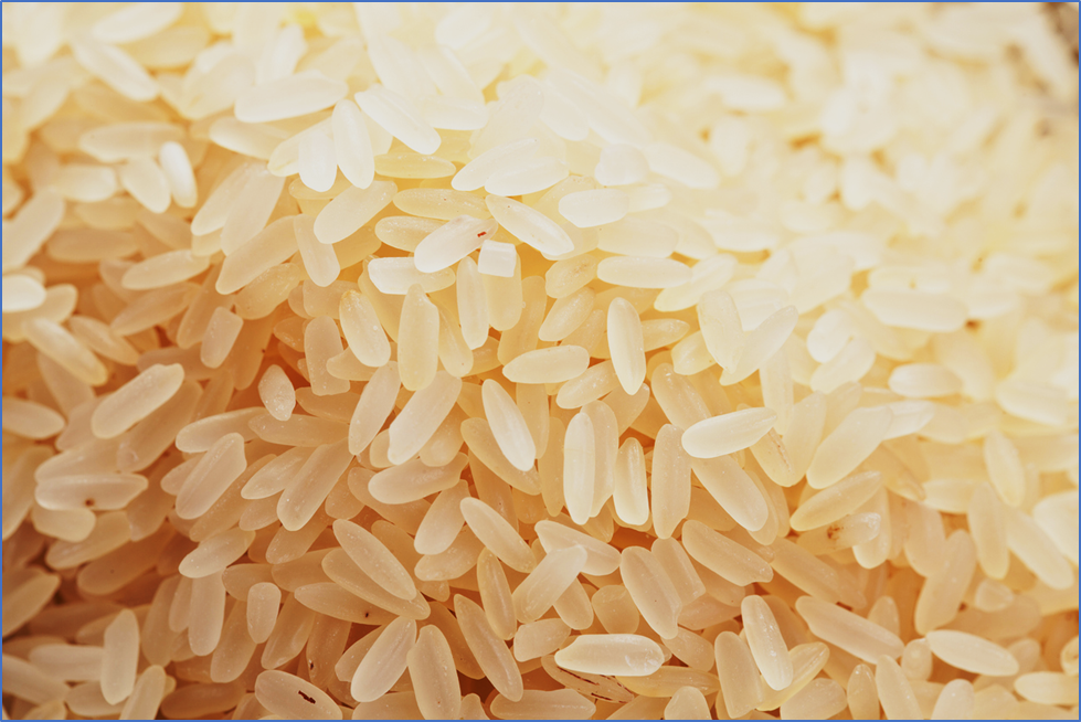 Researchers Find Key Gene for Cadmium Tolerance and Accumulation in Rice