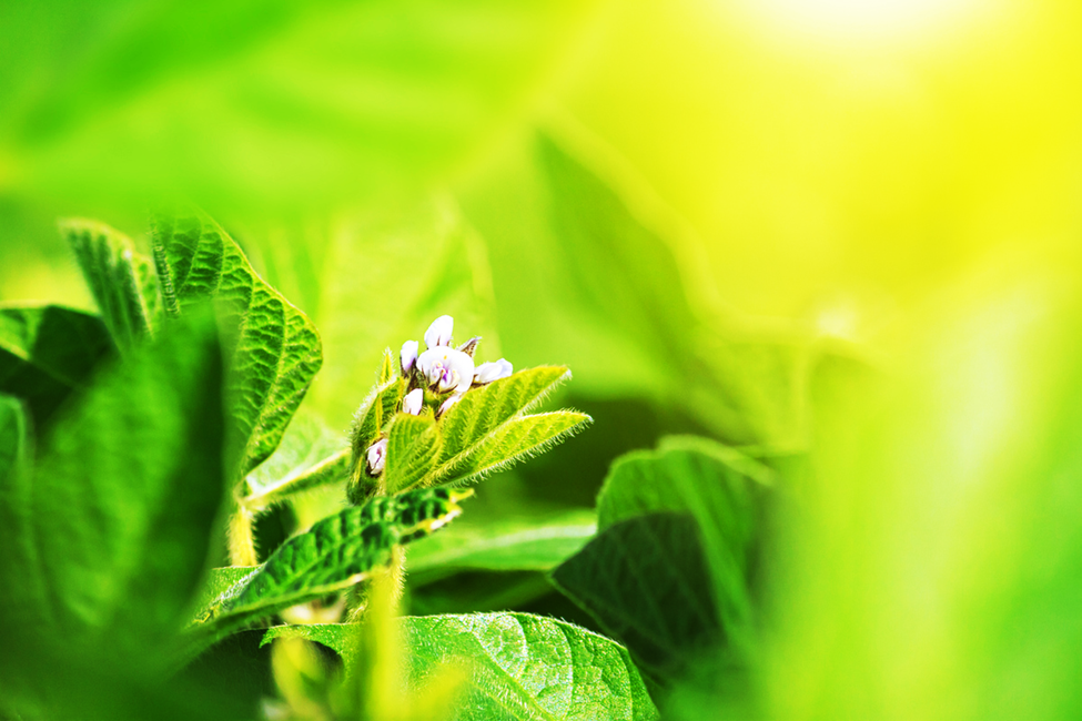 Researchers Identify Gene Influencing Flowering Time and Salt Sensitivity in Soybeans
