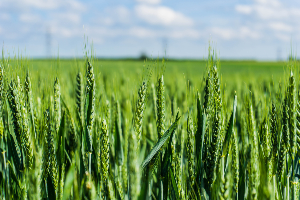Scientists Discover a Gene that Could Triple Wheat Production