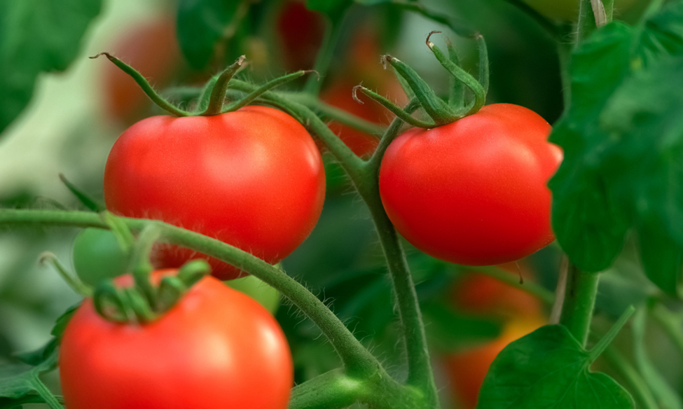 Scientists Discover Tomato Gene that Boosts Resistance Against Bacterial Wilt