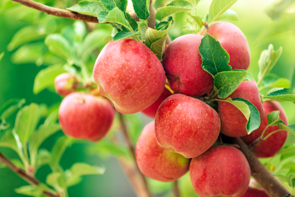 Scientists Find Transcription Factor MdWRKY9 Boosts Apple's Salt Tolerance