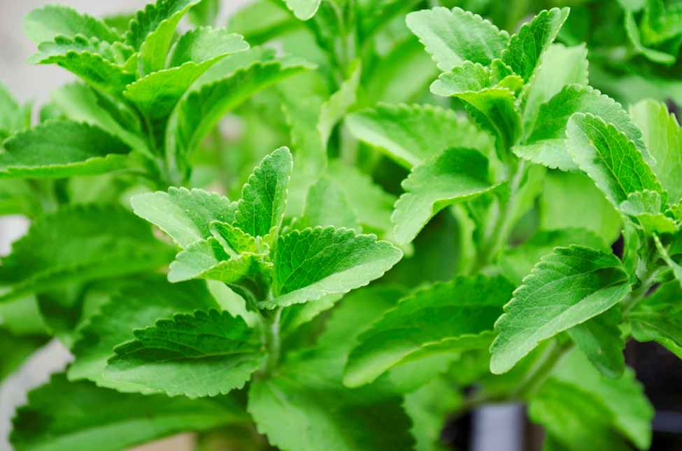 Scientists Uncover Genetic Secret Behind Stevia's Sweetness