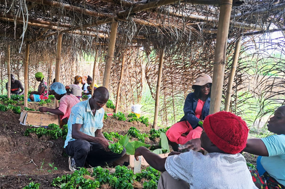 Strengthening seed systems in Liberia: EU-project improving access to high-quality coffee seedlings via regional seedling nursery hubs