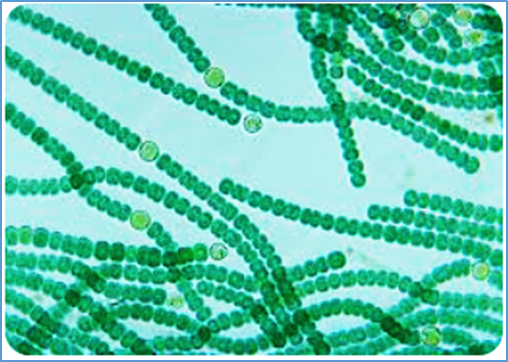 Structural insight of a photosystem I-CpcL-phycobilisome supercomplex from a cyanobacterium Anabaena sp. PCC 7120