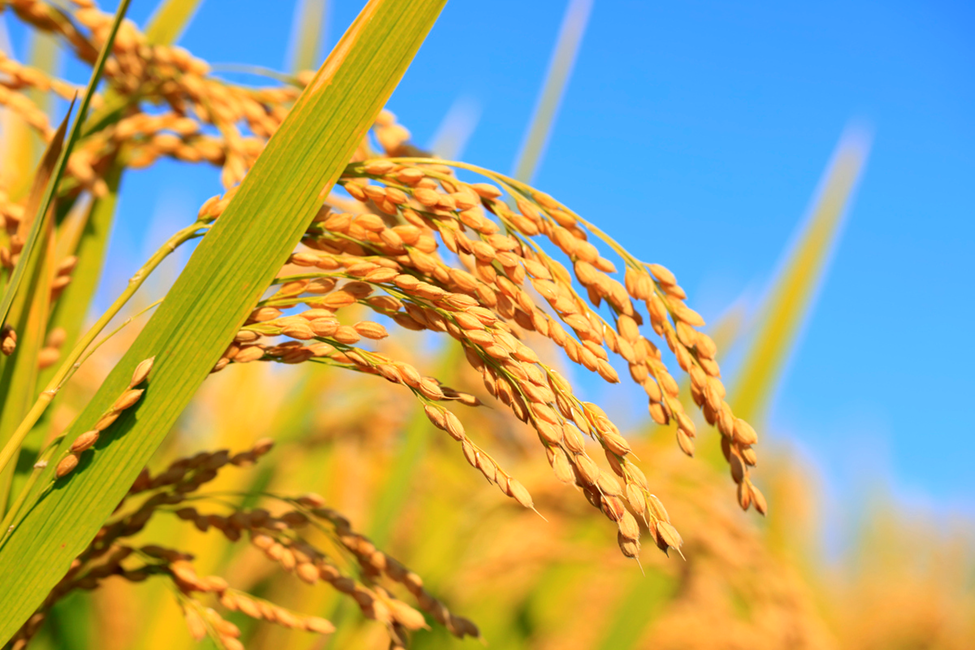 Study Finds Key Defense Strategy in Rice Against Blast Disease