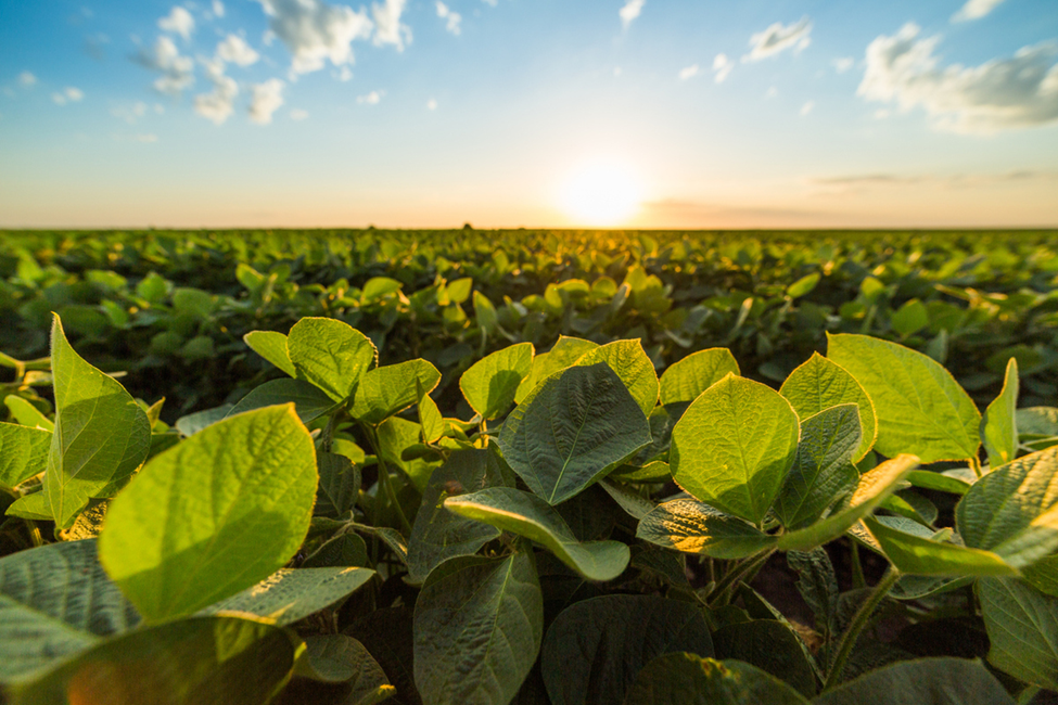 Study Highlights Benefits and Barriers to GM Crop Adoption in Sub-Saharan Africa