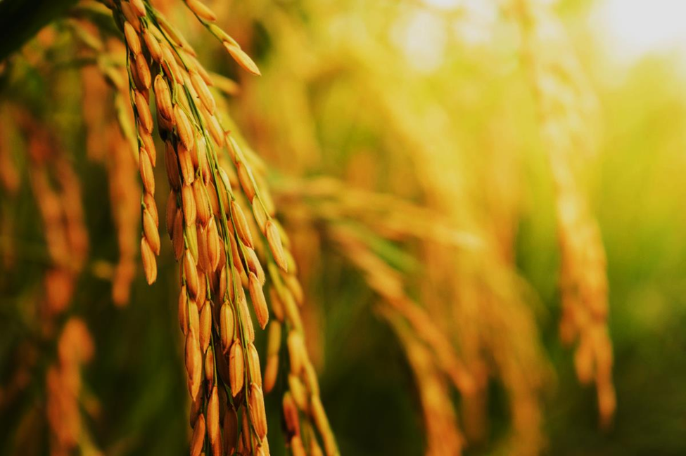 Study Reveals Limited GMO Knowledge Among Jordanian Adults