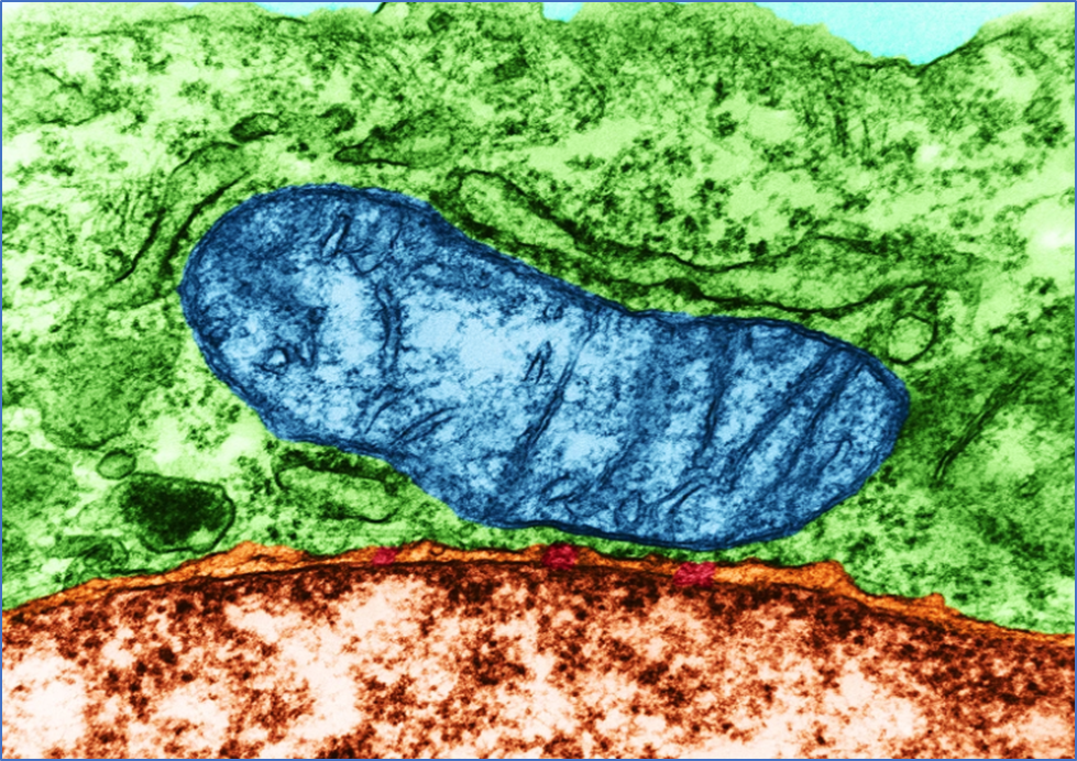 Study Shows Mitochondria Can Make New Organelles