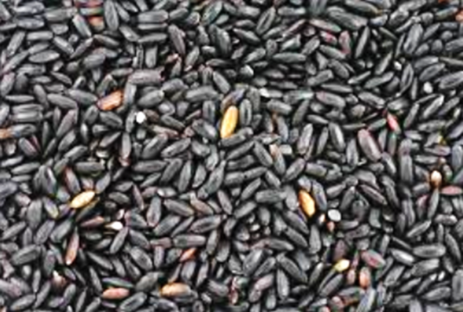 Study Solves Mystery in Anthocyanin Production in Black Rice