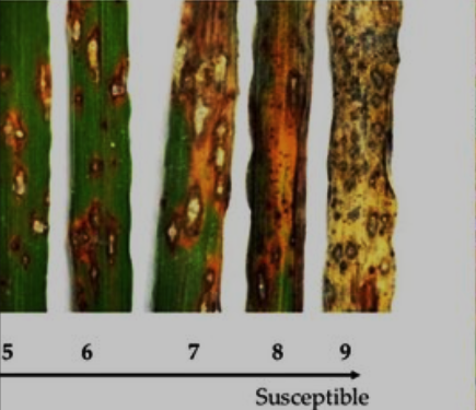 Subfamily-level Comparative Transcriptomics of Key Immune Regulators in Plants and Suspension Cells Reveals Novel Rice Blast-resistance Genes