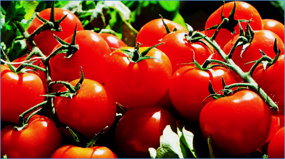 Sulfate Deficiency-Responsive MicroRNAs in Tomato Uncover an Expanded and Functionally Integrated Regulatory Network