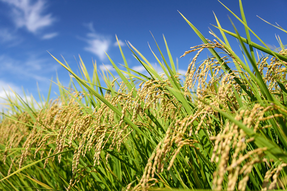 Survey in Iran Shows Growing Positive Attitudes Toward GM Crops