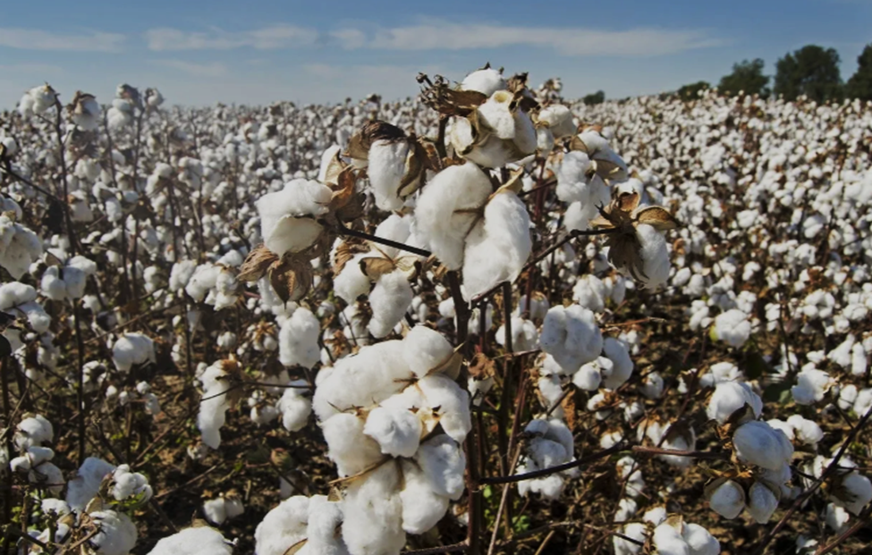 The Philippines approved the cotton event GFM cry1A for commercial cultivation.