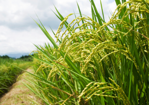 Engineering Rice Phytobiome Could Lead to Greater Food Security and Combat Climate Change