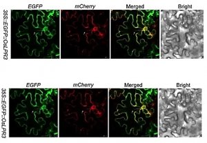 Mutation of OsLPR3 Enhances Tolerance to Phosphate Starvation in Rice
