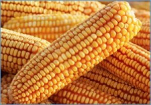 De novo assembly, annotation, and comparative analysis of 26 diverse maize genomes