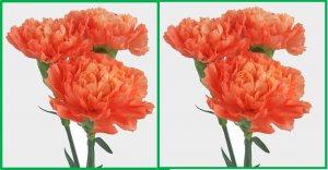 Risk Assessment of Genetically Modified Carnation SHD-27531-4