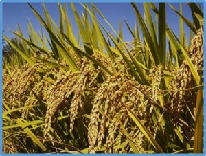 Integrating targeted genetic markers to genotyping-by-sequencing for an ultimate genotyping tool