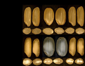 Candidate gene analysis of rice grain shape based on genome-wide association study