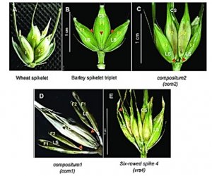  A novel mutant allele at the Cleistogamy 1 locus in barley
