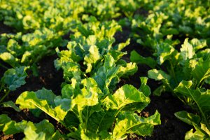 FSANZ Opens Public Comment Period for GM Sugar Beet