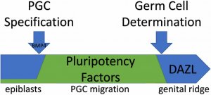 Quelling germ cell pluripotency on the genital ridge