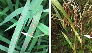 Integrated Strategies for Durable Rice Blast Resistance in Sub-Saharan Africa