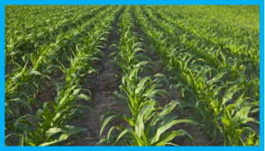 Evaluation Of Biochemical Parameters And Drought Resistance In Zmdreb2a Maize
