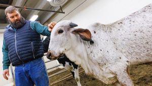 Scientists Develop First Gene-Edited Calf Resistant to Bovine Viral Diarrhea Virus