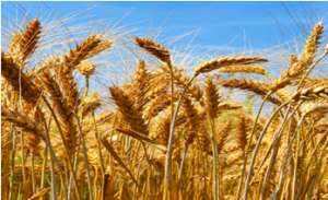 Fine-mapping of the Fusarium head blight resistance QTL Qfhs.ifa-5A identifies two resistance QTL associated with anther extrusion