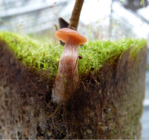 Fundamental Discovery Key to Creating Better Crops