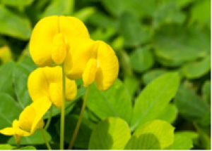 High-resolution mapping of a major and consensus quantitative trait locus for oil content to a ~&thinsp;0.8-Mb region on chromosome A08 in peanut (Arachis hypogaea L.)