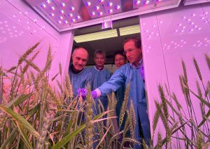 KAUST Researchers Clone Wheat Disease Resistance Genes