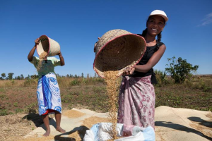 World food prices jump in November