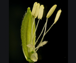 Transgenerational activation of an autonomous DNA transposon, Dart1-24, by 5-azaC treatment in rice
